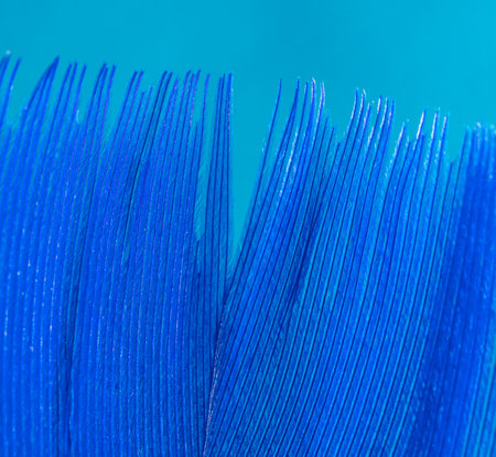 Blue feather as a background. Macroの写真素材