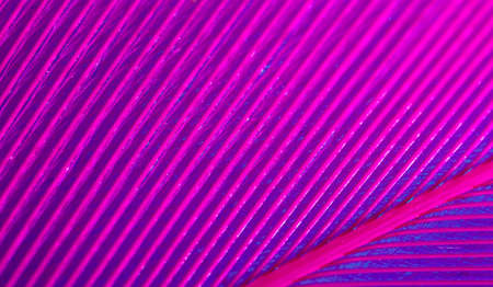 Purple feather on a blue background. Macroの写真素材