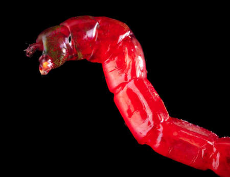 Red bloodworm isolated on black background. Macro