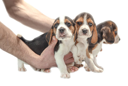Puppies in hands on a white background. close-upの写真素材