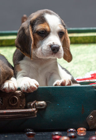 Portrait of puppies in a suitcase on a black background.の写真素材