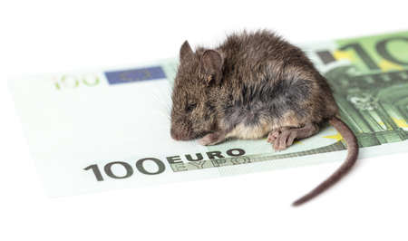 The mouse sits on Euro money on a white background. close-up