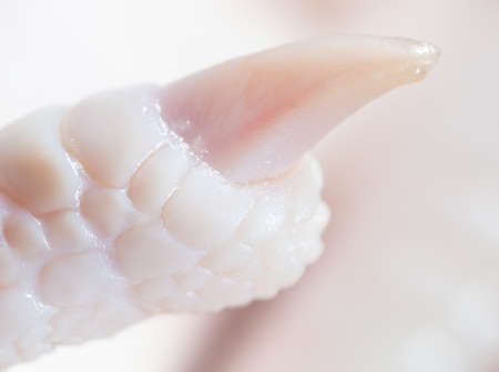 Close-up of a nail on a paw of a chicken. Macro