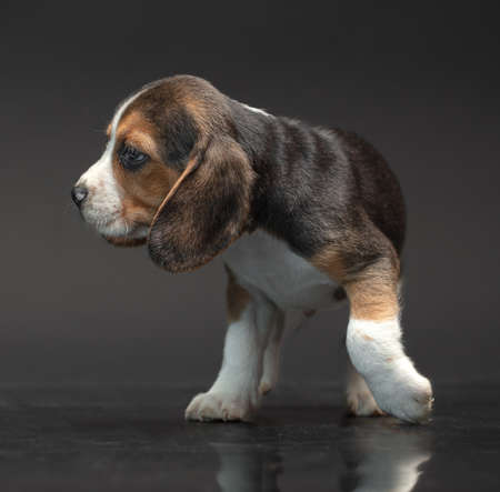 One puppy on a black background. close-upの写真素材