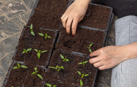 A woman prepares pepper seedlings in the ground for planting in a vegetable garden in the spring.