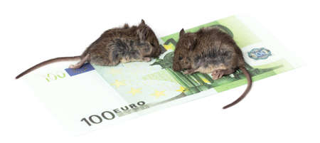 The mouse sits on Euro money on a white background. close-upの写真素材