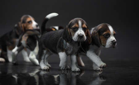 Puppies on a black background. close-upの写真素材