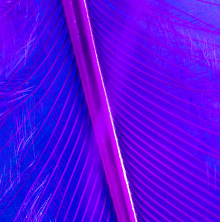 Purple feather on a blue background. Macroの写真素材