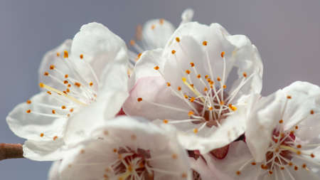 Flowers on the apricot tree. nature in the spring.