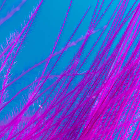 Purple feather on a blue background. Macroの写真素材