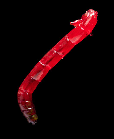 Red bloodworm isolated on black background. Macro