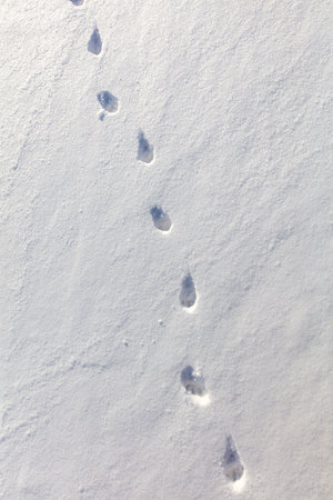 Cat footprints in the snow as a background. nature in winter