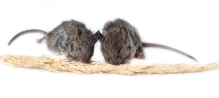 The mouse eats a spikelet on a white background. close-up