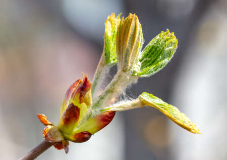 Leaves from the buds of a tree close-up. nature in the spring.
