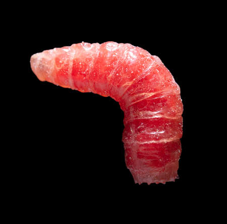 Red maggot worm isolated on black background. Macro