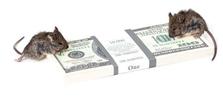 The mouse is sitting on a hundred dollars on a white background. close-up