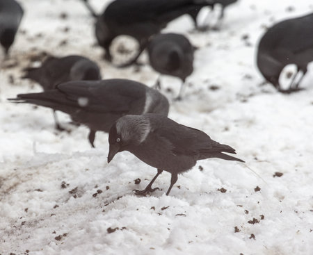 Crow on the snow in winter in the park.の写真素材