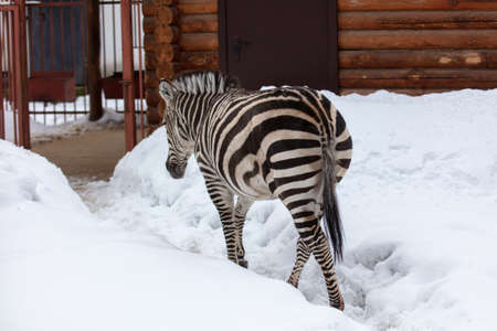 Zebra in the zoo on the snow in winter.の写真素材