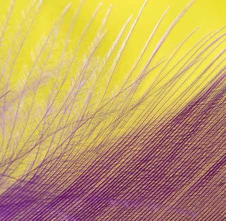 Purple feather on a yellow background. Macroの写真素材