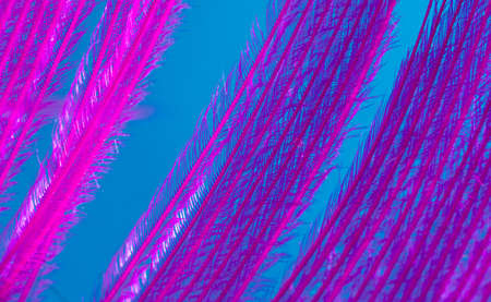 Purple feather on a blue background. Macroの写真素材
