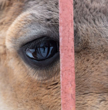 Lama's eye behind the fence in the zoo. close-upの写真素材