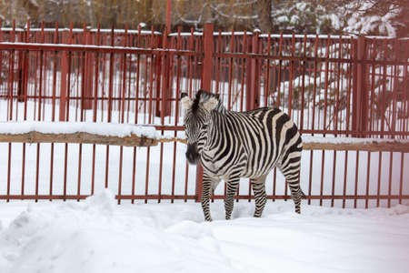 Zebra in the zoo on the snow in winter.の写真素材