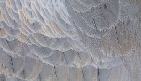 Feathers on a bird as an abstract background. Texture