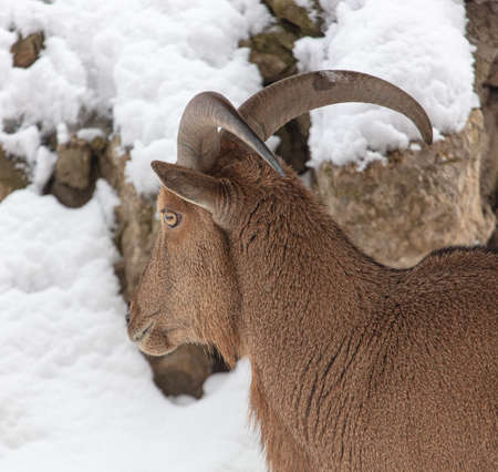 Mountain goat portrait in the zoo on snow in winter.の写真素材
