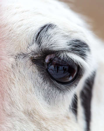 Lama's eye behind the fence in the zoo. close-up