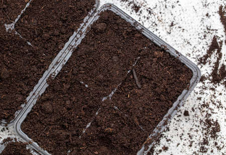 Soil preparation in containers for planting seeds. vegetable garden at homeの写真素材
