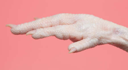 Chicken paws on a pink background. close-upの写真素材