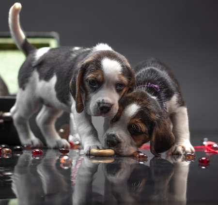 Portrait of puppies on a black background.の写真素材