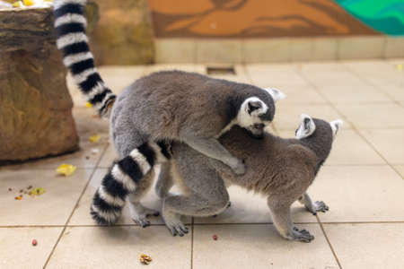 Two lemurs in love in the zoo.