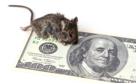 The mouse is sitting on a hundred dollars on a white background. close-upの写真素材
