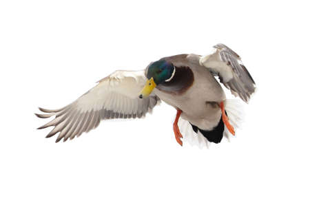 Duck in flight isolated on white background.の写真素材