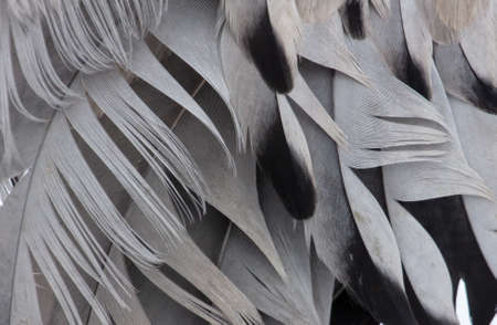 Feathers on a bird as an abstract background. Texture