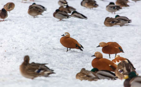 A flock of ducks on the snow in winter in nature.の写真素材
