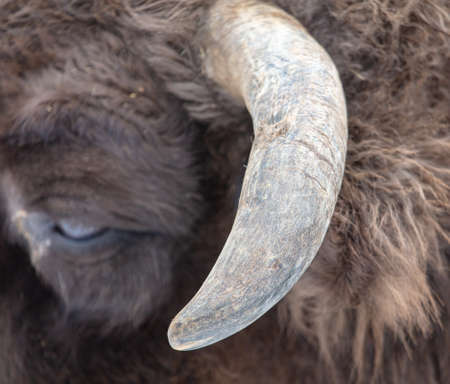 Horn on the head of a bison. close-upの写真素材