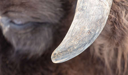 Horn on the head of a bison. close-up