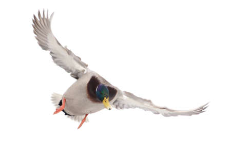 Duck in flight isolated on white background.の写真素材