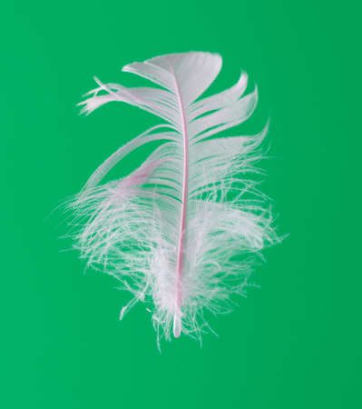 Pink feather isolated on green background. close-upの写真素材