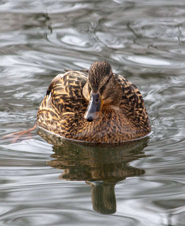 Duck swims in a pond in nature.の写真素材
