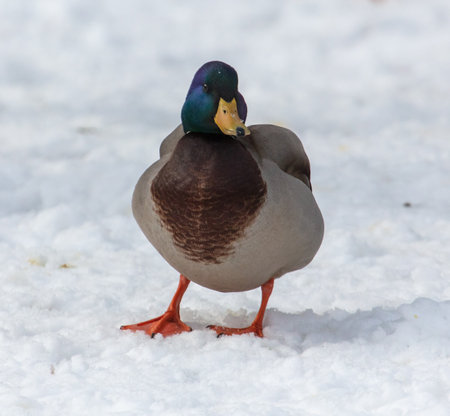 Portrait of a duck in the snow in winterの写真素材