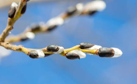 Buds on willow branches in nature. close-up