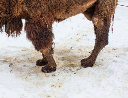 Camel paws on the snow in winter at the zoo.の写真素材