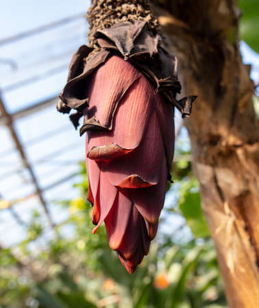 Big red flower on a banana in nature. close-upの写真素材