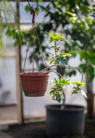 An exotic flower in a pot hangs in a greenhouse.の写真素材