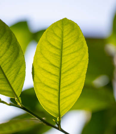 Green leaves on an ornamental tree on a plant. nature in the arboretumの写真素材