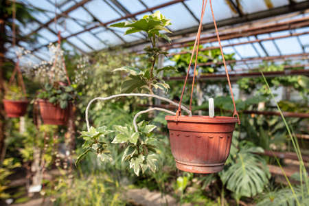 An exotic flower in a pot hangs in a greenhouse.の写真素材