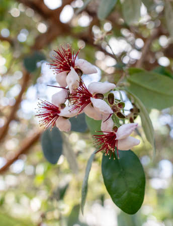Flower on feijoa tree in nature. close-up
